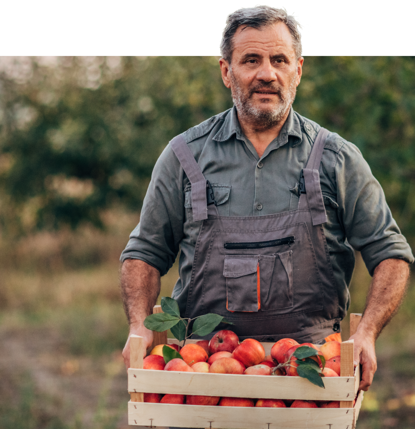 A man wearing a gray shirt and overalls stands outdoors, holding a wooden crate filled with red apples and green leaves. The background is blurred, showing trees and grass, suggesting an orchard or farm setting.